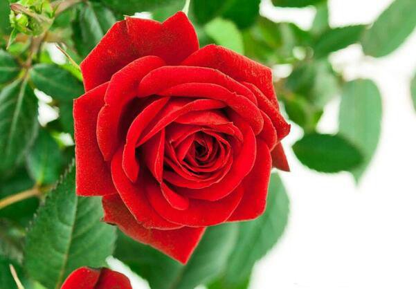 玫瑰花的花語是什麼,各色玫瑰花語大全- 花語網